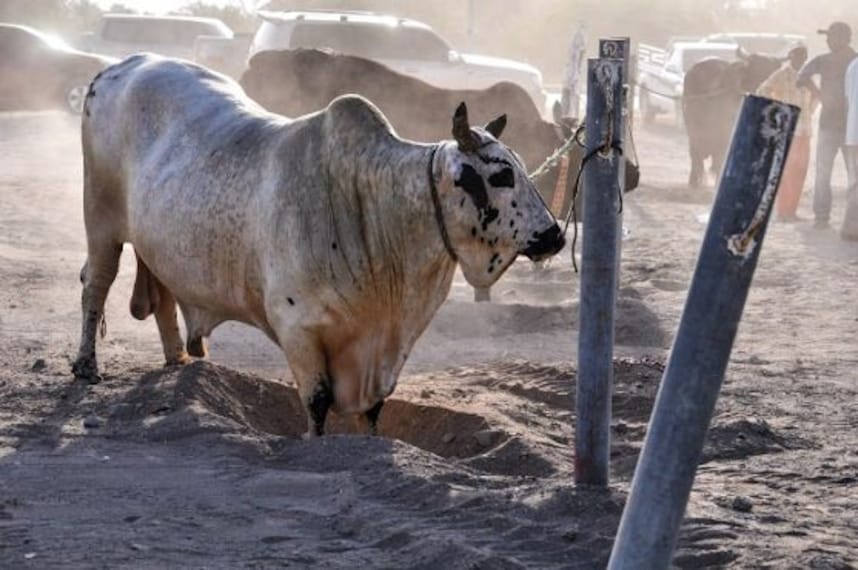 Bull Fighting_3